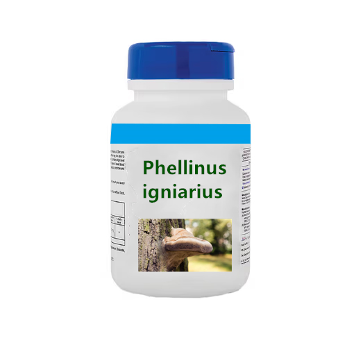 What is Phellinus linteus good for?